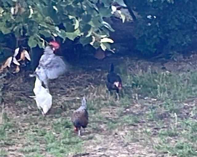 Diez gallinas y un zorro.